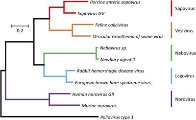 Calicivirus RNA-Dependent RNA Polymerases: Evolution, Structure, Protein Dynamics, and Function